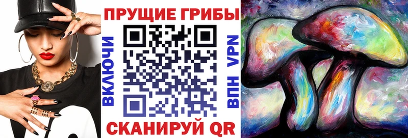 Галлюциногенные грибы Psilocybe  Заводоуковск 
